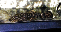 aqua1_t_ancistrus.jpg (20375 byte)