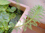 02_Myriophyllum_ed_Eichhornia.JPG