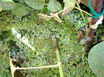06_Ceratophyllum.JPG