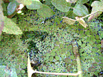 07_dettaglio.JPG