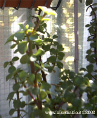 Portulacaria afra