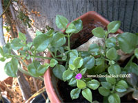 Aptenia cordifolia